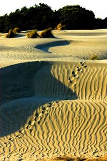 Doñana . Autor: José Mª Pérez de Ayala 