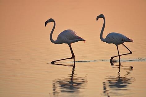 Doñana . Autor: José Mª Pérez de Ayala 