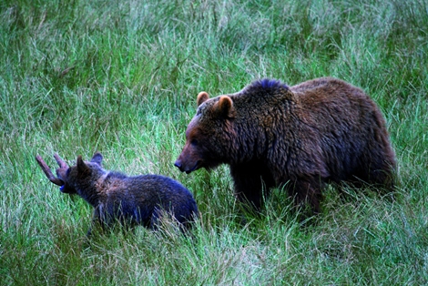 Hembra de oso pardo con su cría en Cabárceno