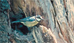 Herrerillo común (Parus Caeruleus)