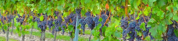 imagen viñas en espaldera con uvas tintas