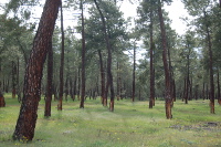 Pinar de pino resinero (Pinus pinaster) en resinación