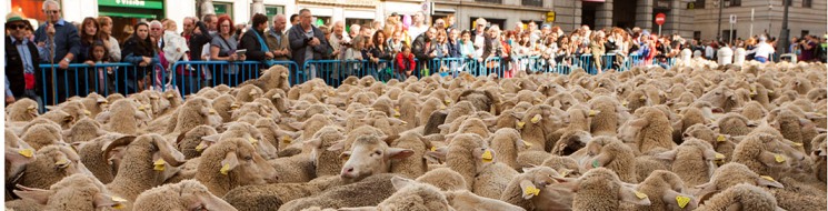 2015 fiesta de la trashumancia en Madrid