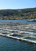 Granja de rodaballo en ría de Vigo