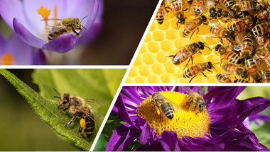 imágenes de abejas adultas sobre flores y en colmena