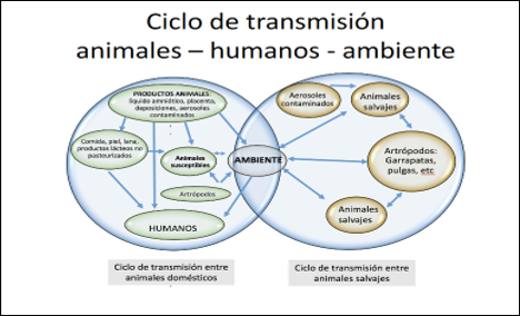 ciclo de transmisión