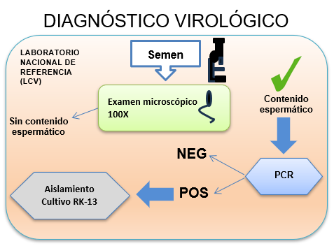 Diagnóstico virológico