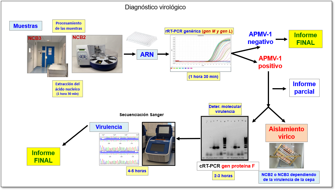 Diagnóstico virológico