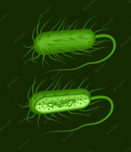 Ilustración de una bacteria E. coli VTEC