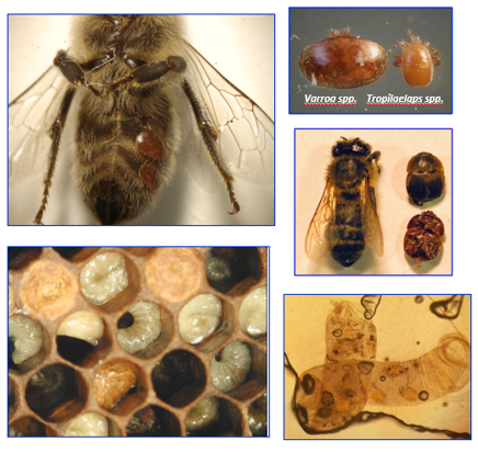 Larvas y abejas infectadas por Varroa spp. y Tropilaelaps spp.