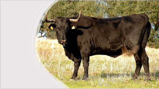 Hospedador de la bacteria causante de la perineumonía contagiosa bovina: ganado bovino, entre otros.