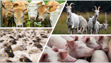 Fotos de bovinos, porcinos, caprino y ovinos (hospedadores del virus de la FA)