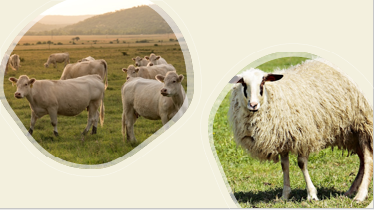 hospedadores del virus de la Lengua Azul: bovino y ovino