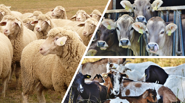 Algunos de los hospedadores del virus de a Fiebre del Valle del Rift: bovinos, caprinos y ovinos