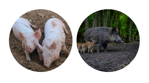 hospedadores del virus de la peste porcina clásica: cerdos domésticos y salvajes