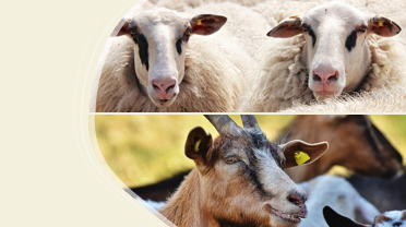 hospedadores del virus de la viruela ovina y caprina