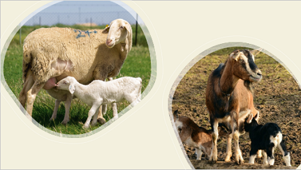Hospedadores del virus de la peste de los pequeños rumiantes: ovino y caprino