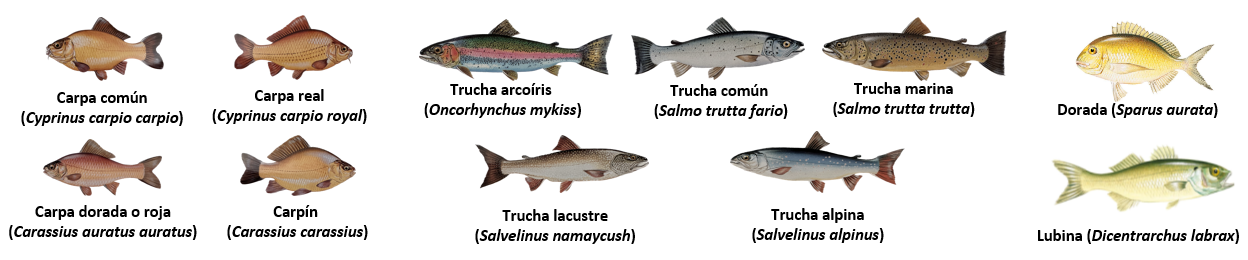 principales especies de peces afectadas por virus