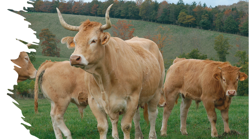 Foto de vacas (especie hospedador de E. coli productora de toxina Shiga)