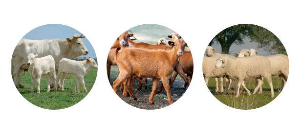 especies afectadas por las EET: bovino, ovino y caprino, entre otras