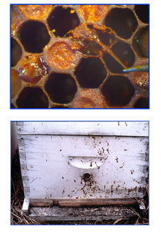 Muestras: panel de cría operculado y abejas