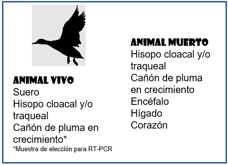 nuestras aves