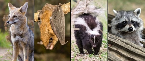 Diferentes especies de hospedadores del virus de la rabia: zorro, murciélago, mofeta, mapache.