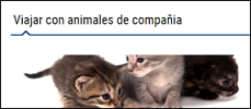 Viajar con animales de compañía, imagen de tres gatitos