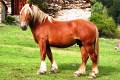 Cavall Pirinenc Catalá