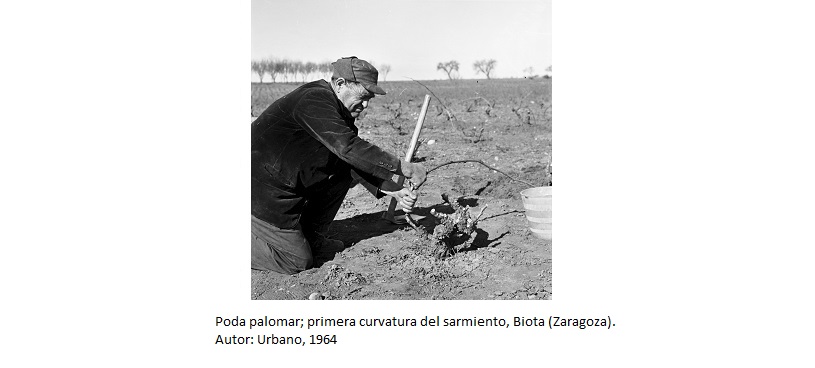 Poda palomar; primera curvatura del sarmiento, Biota (Zaragoza). Autor: Urbano, 1964