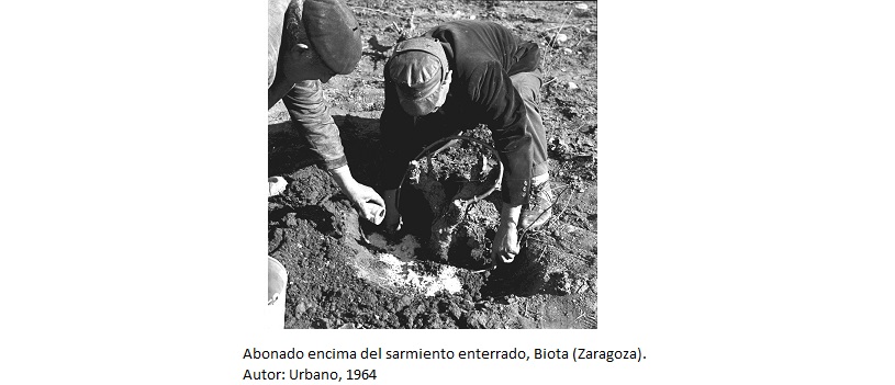 Abonado encima del sarmiento enterrado, Biota (Zaragoza). Autor: Urbano, 1964