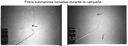 Fotografías submarinas de fondo del mar tomadas durante la campaña