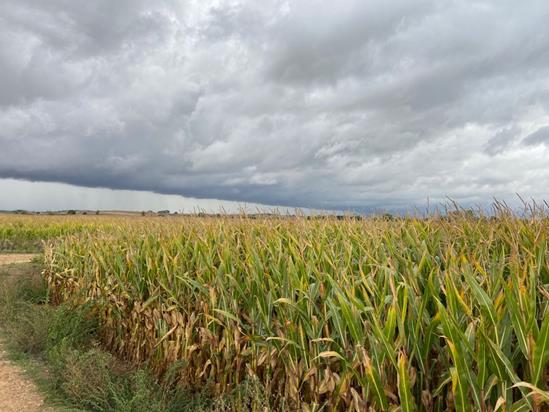 
					
			
					Aprobado el 46º Plan de Seguros Agrarios Combinados en Consejo de Ministros 
			
					