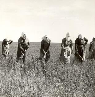 Mujeres en labores de escarda. Castromonte (Valladolid). Autor desconocido ( c.1950)