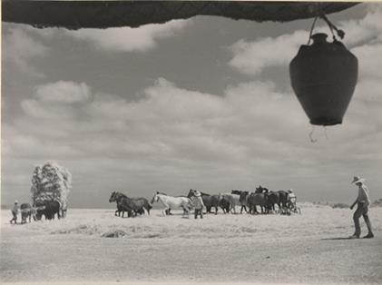 Trillando.Montemayor (Córdoba). 1951 Autor: Manuel González Candelas