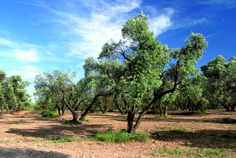 Olivos