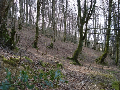 El Camino atraviesa bonitos hayedos y robledales