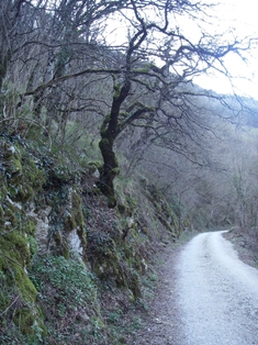 Tramo final del Camino entre robles