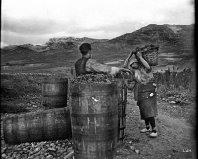 Vendimia en Viña Tondonia.1920