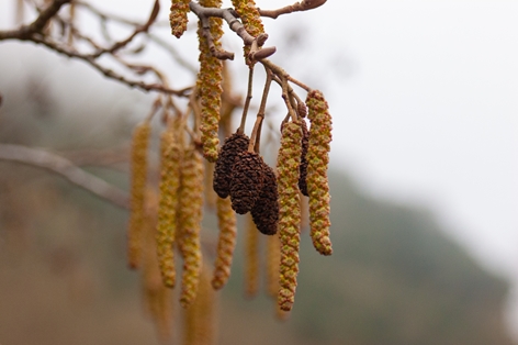 Detalle de inflorescencias masculinas y femeninas del abedul (Betula pendula)