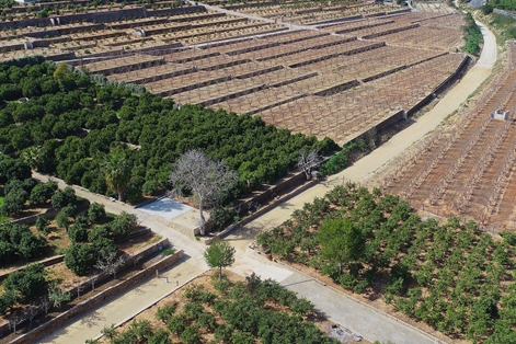 El camino discurre entre cultivos de frutales