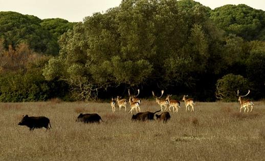 Doñana . Autor: José Mª Pérez de Ayala 