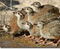 Perdiz roja (Alectoris rufa)