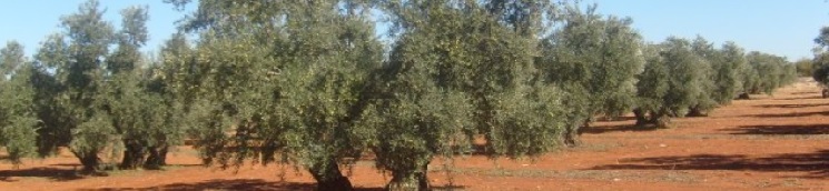 olivos