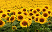 Foto campo de girasoles