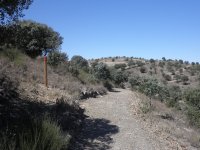 El camino entre carrascas se acerca a Alconétar