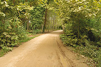 Paseo de plátanos de sombra a las afueras de Girona