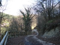 Tramo del camino atravesando un denso bosque de frondosas