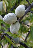 Almendrucos