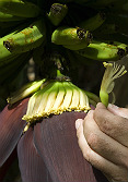 Plátano en flor